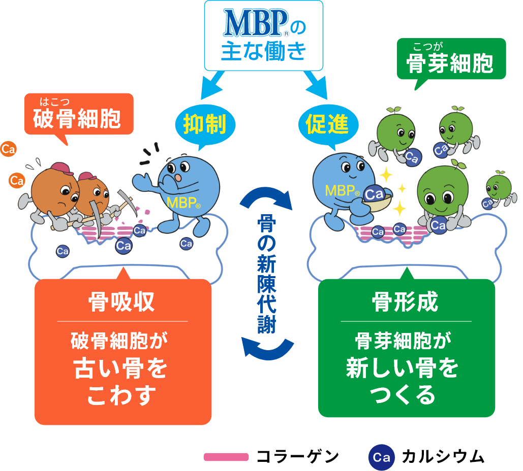 MBP®の主な働き